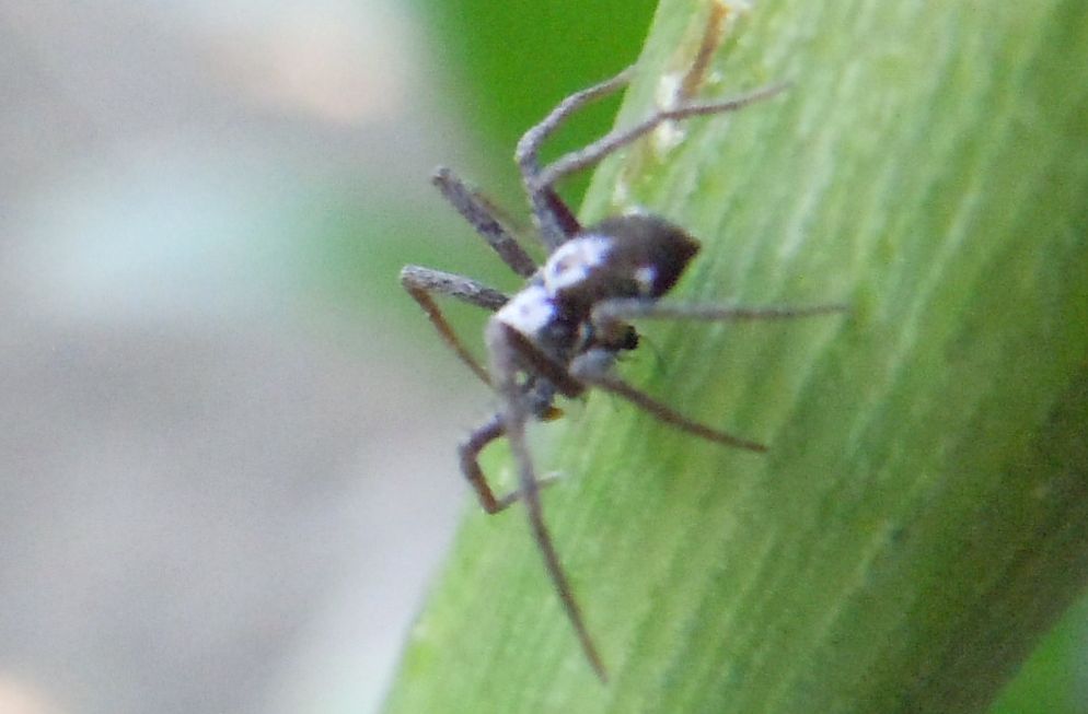 Pulchellodromus pulchellus